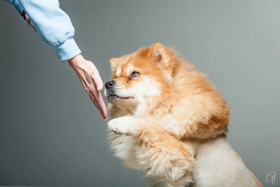 Dog Trainer Career Explorer