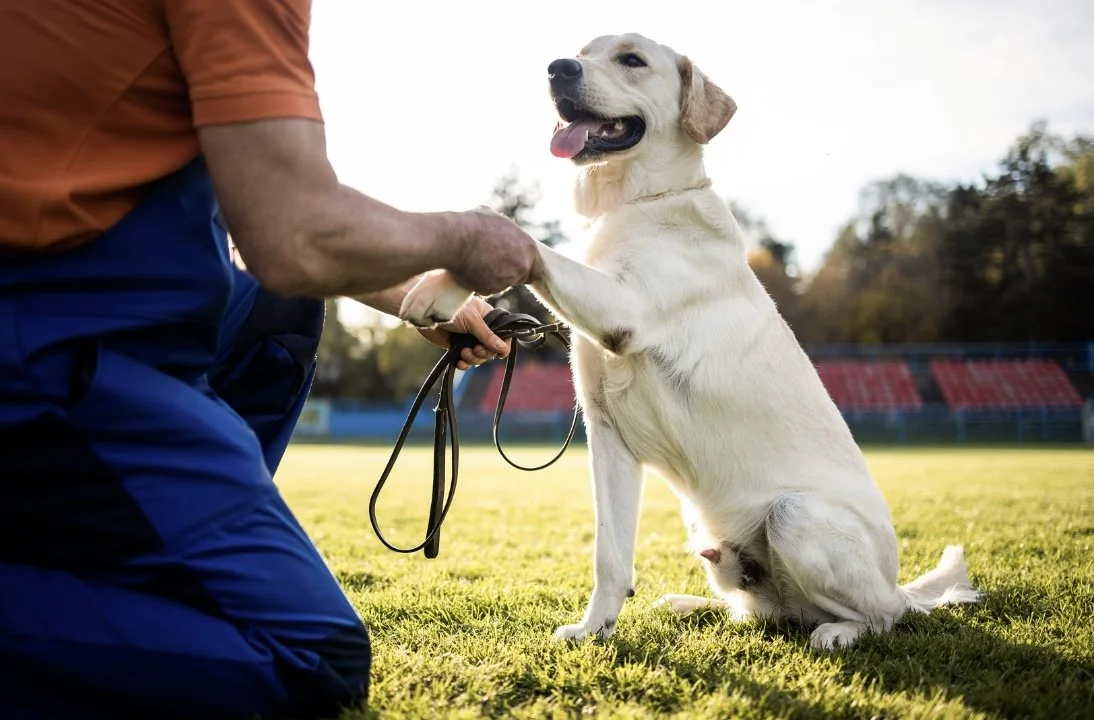 Mastering Behavior Modification: Essential Strategies for Modern Dog Trainers