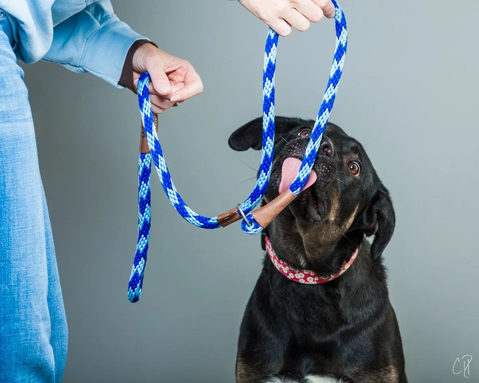 Professional Dog Training Skills Intensive: Problem Dogs & Case Structure