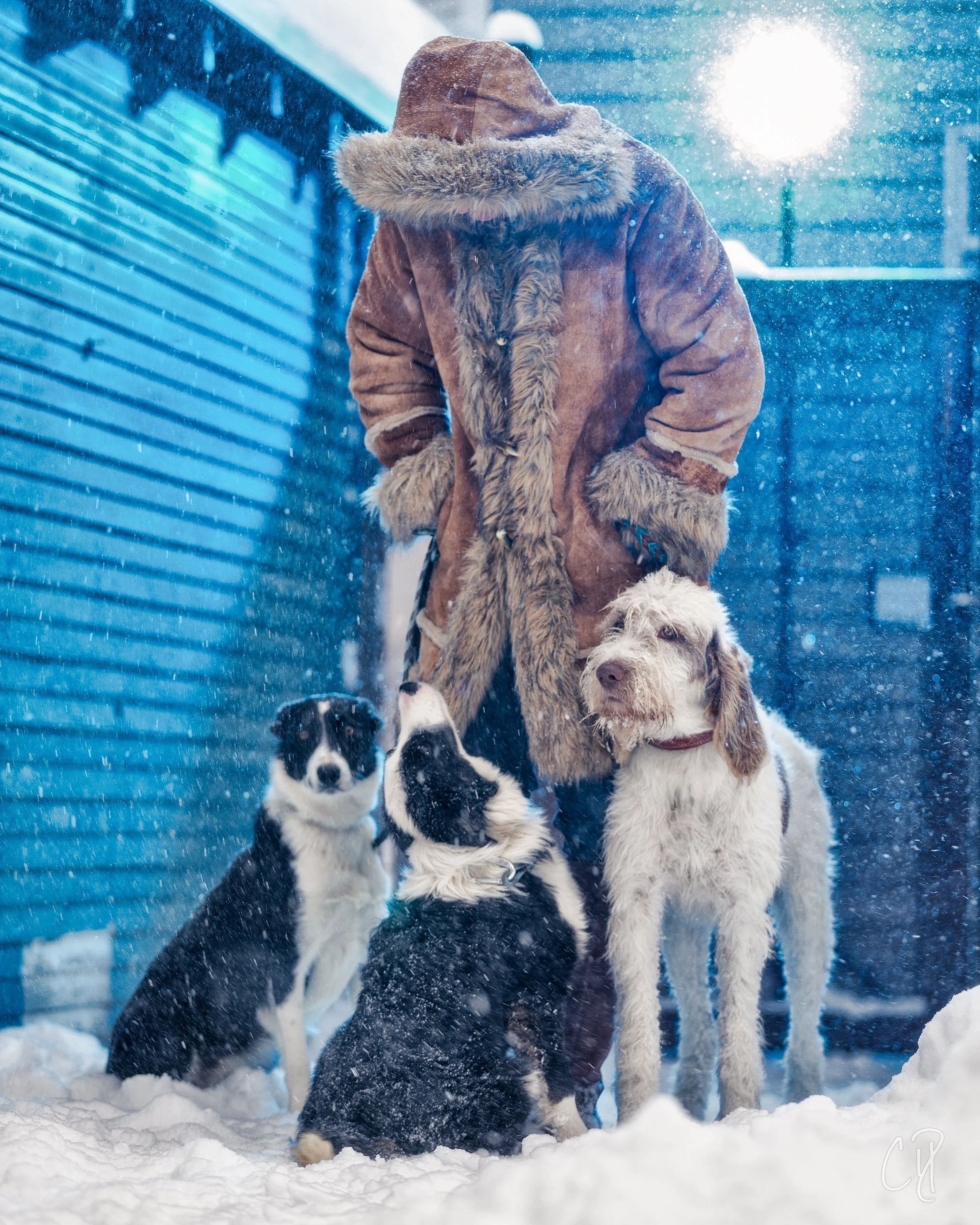 Person in a heavy fur-lined coat standing in snow with three puppies, two black and white and one white and brown. Snow falling, blue building in the background, bright sun in the sky.