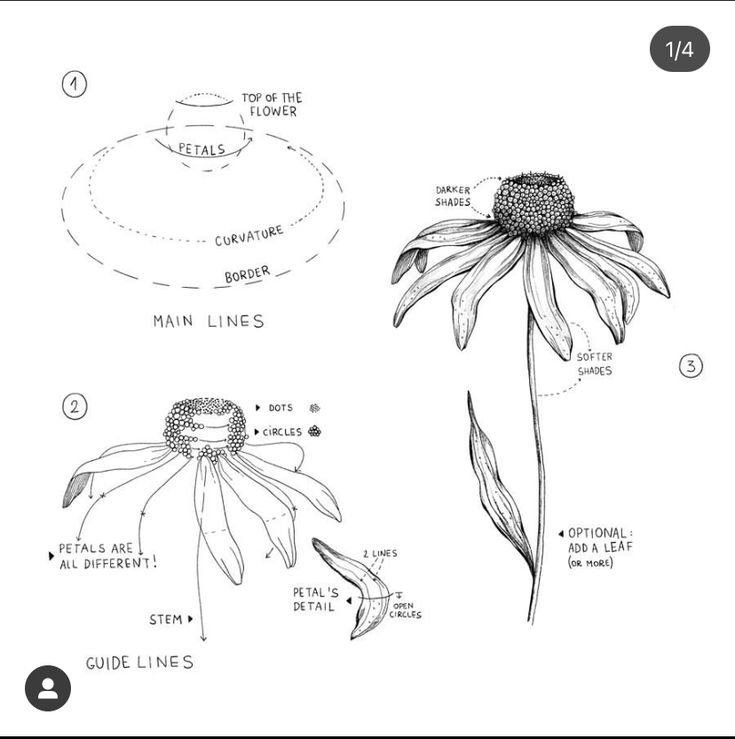 Rudbeckia.jpeg