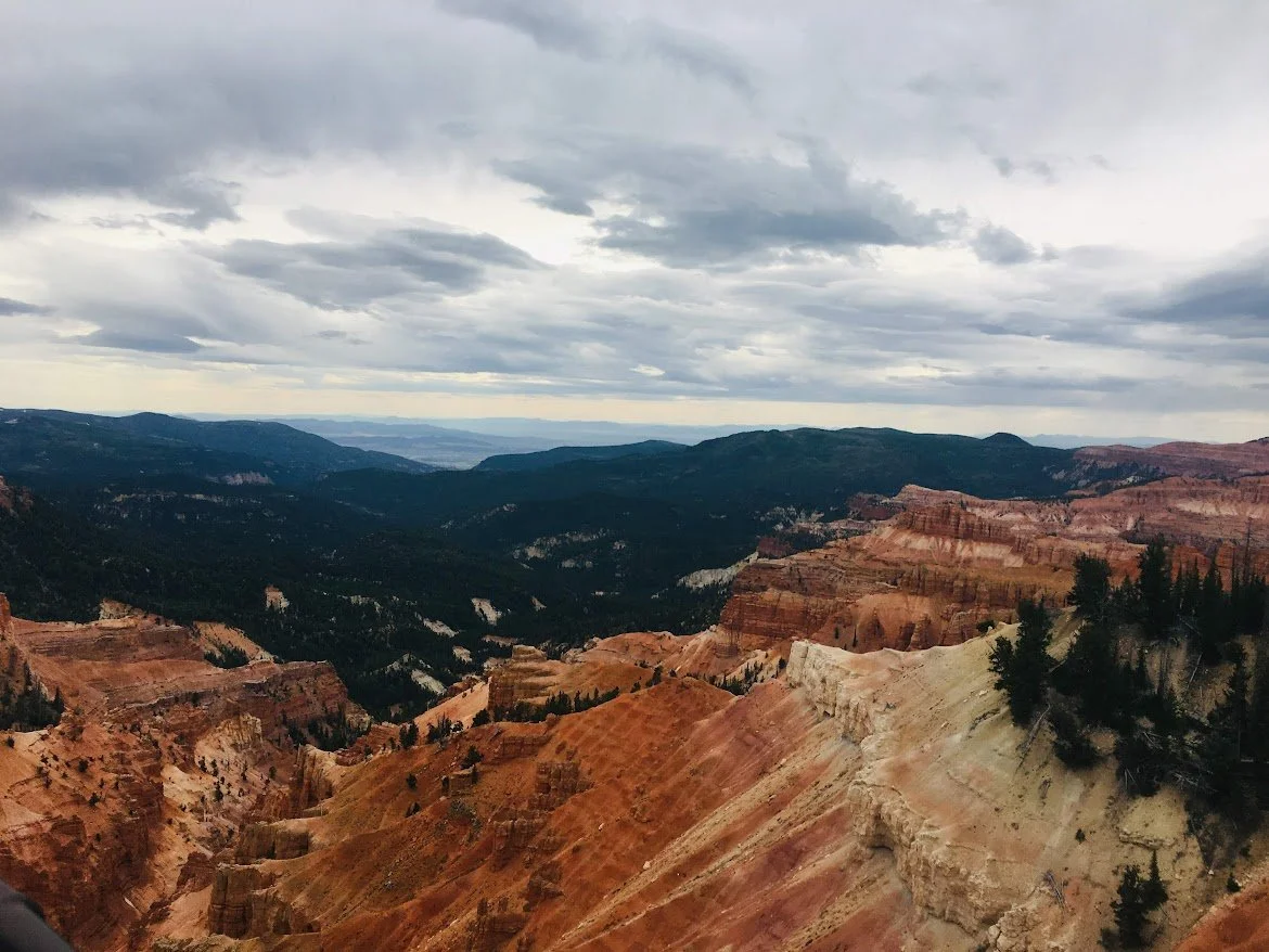 cedar4.JPG
