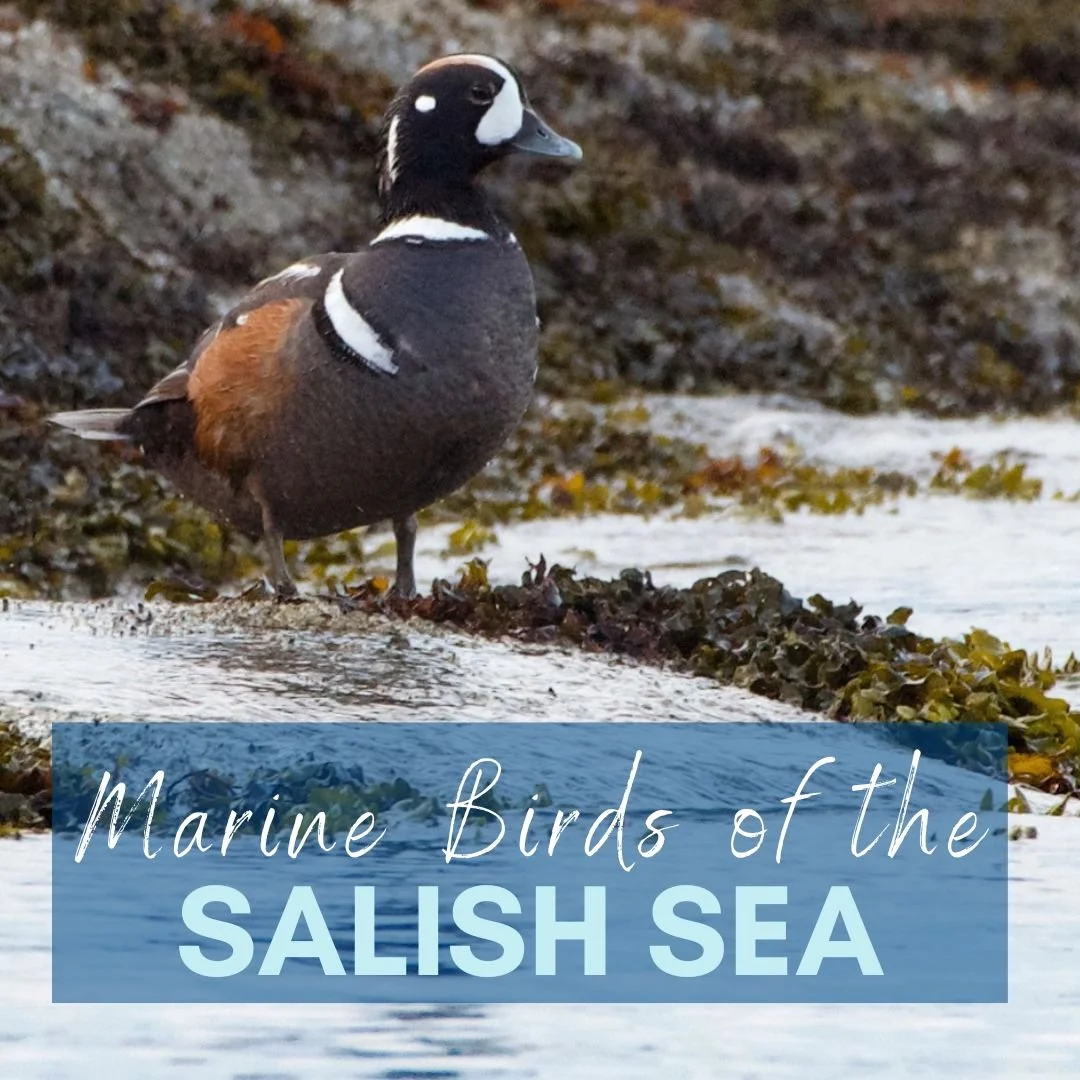 Sea Birds of the Salish Sea