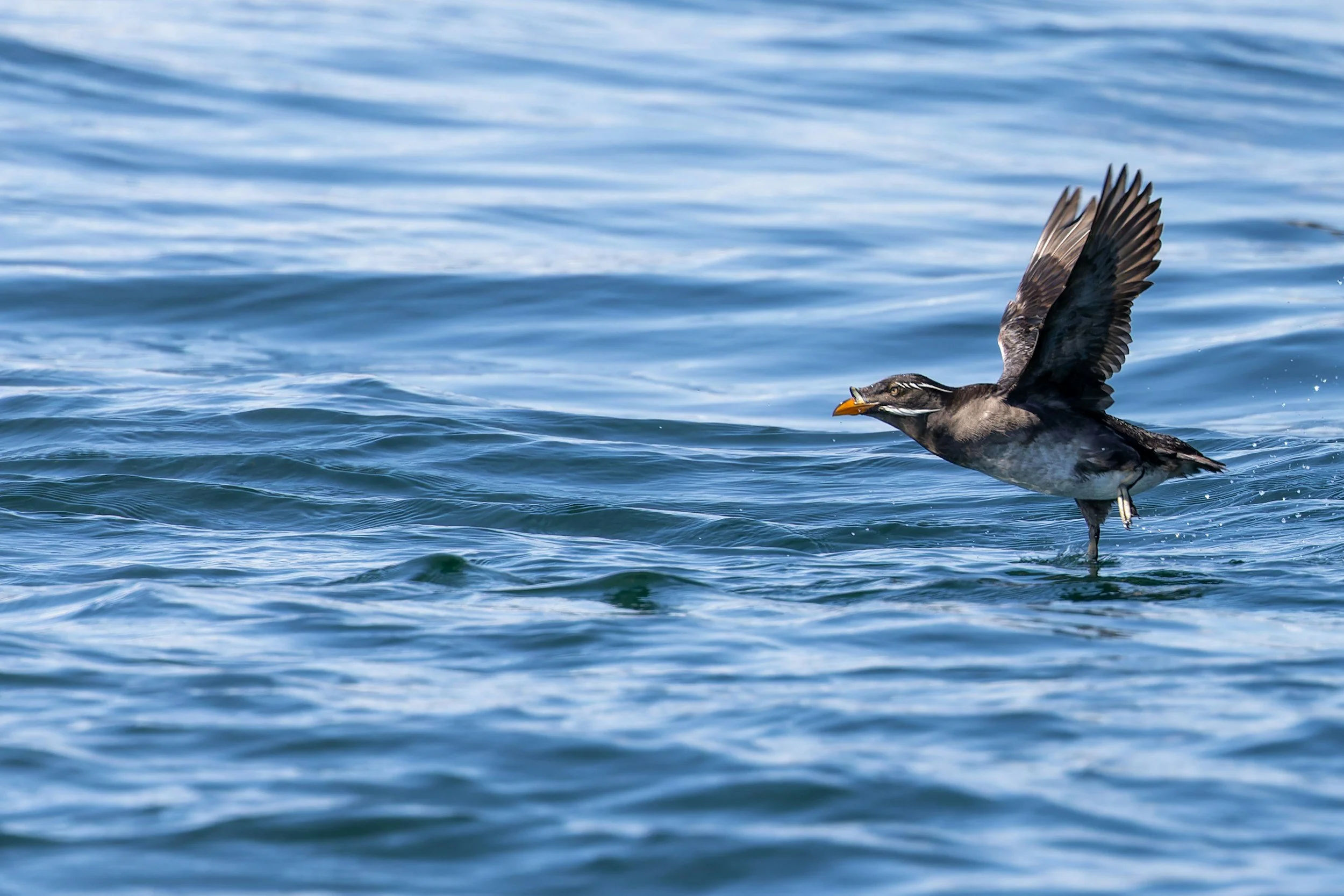 Tide Talk : Researching Washington's Endangered Seabirds