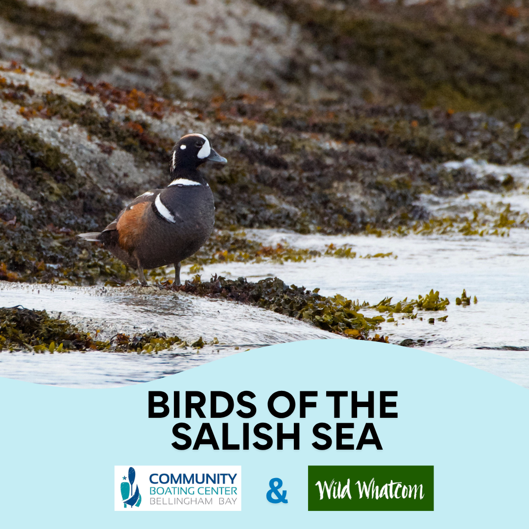 Birds of the Salish Sea Paddle