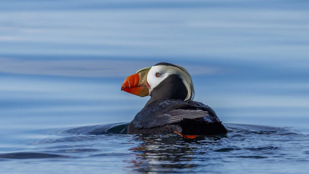 Tide Talk : Researching Washington's Endangered Seabirds