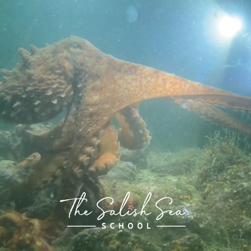 Tide Talk : Octopuses of the Salish Sea