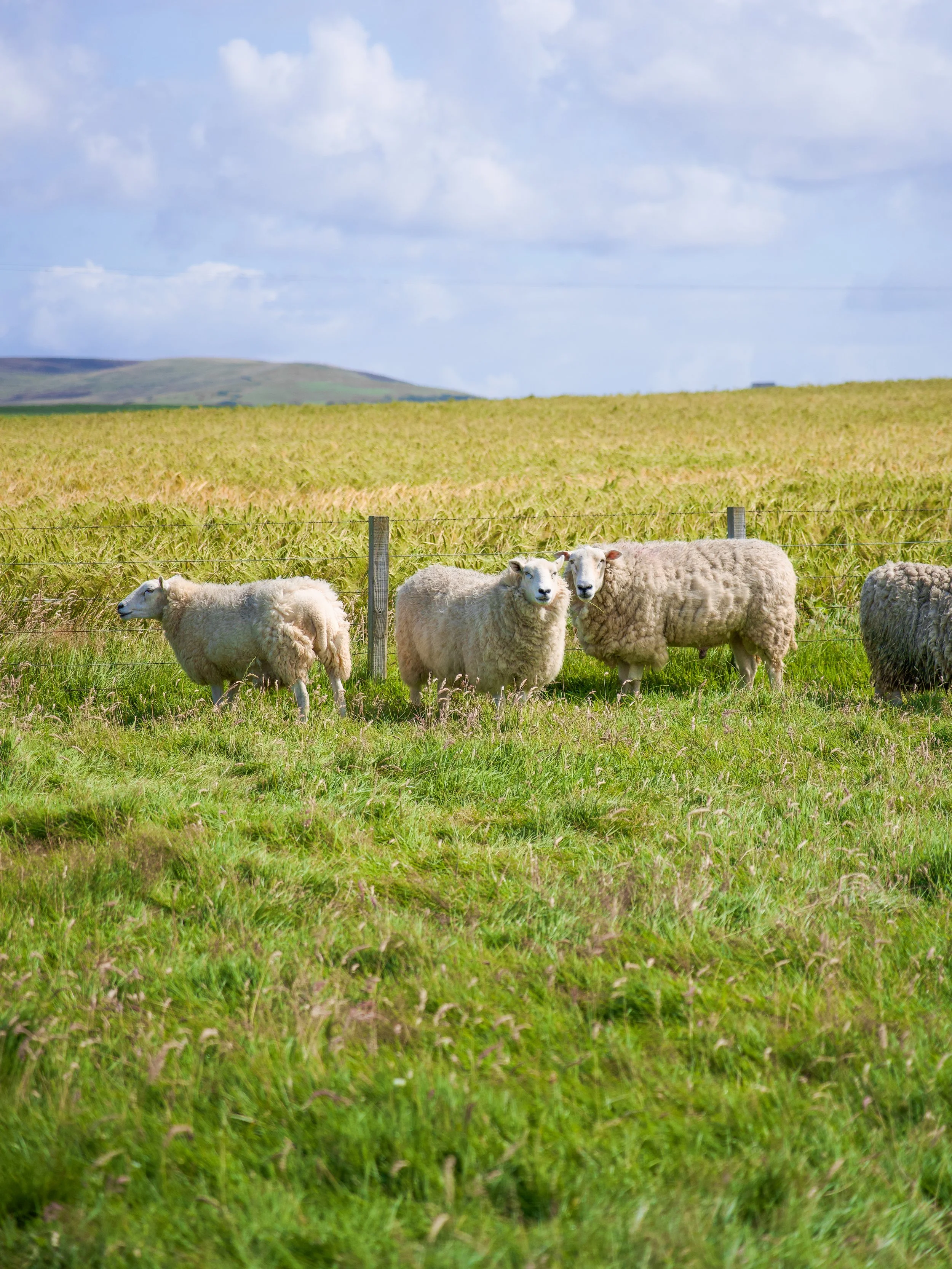 Escocia. Irmarie Lojo. 2026.jpg