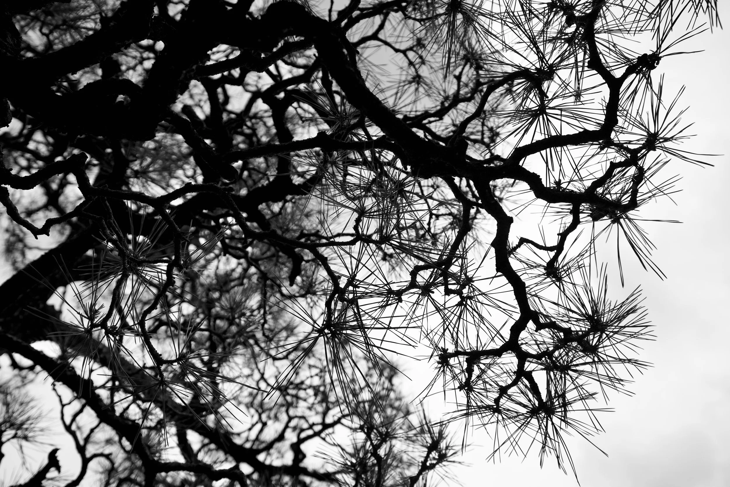 Roots or Branch, Japan, 2024