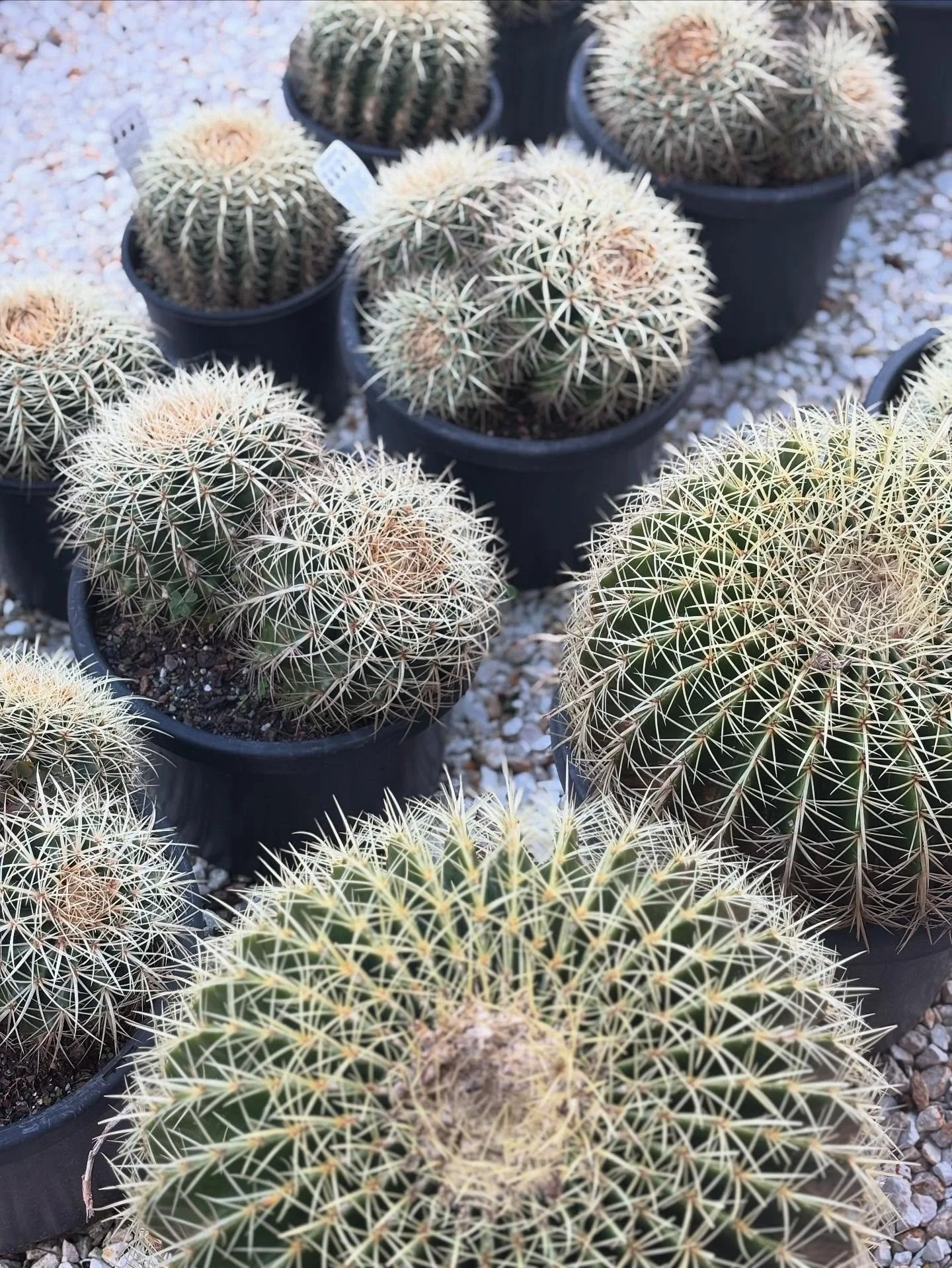 Big ones, little ones, singles &amp; multi-planted options, when it comes to golden barrels we have you covered! Prices start at just $35 for our multi planted varieties. We look forward to seeing you in store soon! 🌺