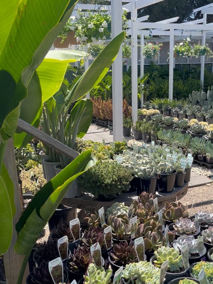 The nursery has never looked so juicy 🌴🌵

Spring vibes are high and we wanna say a HUGE thanks to you legends for your support!

Open everyday 9am - 4pm
348 Main Road Toukley 🤎🪴