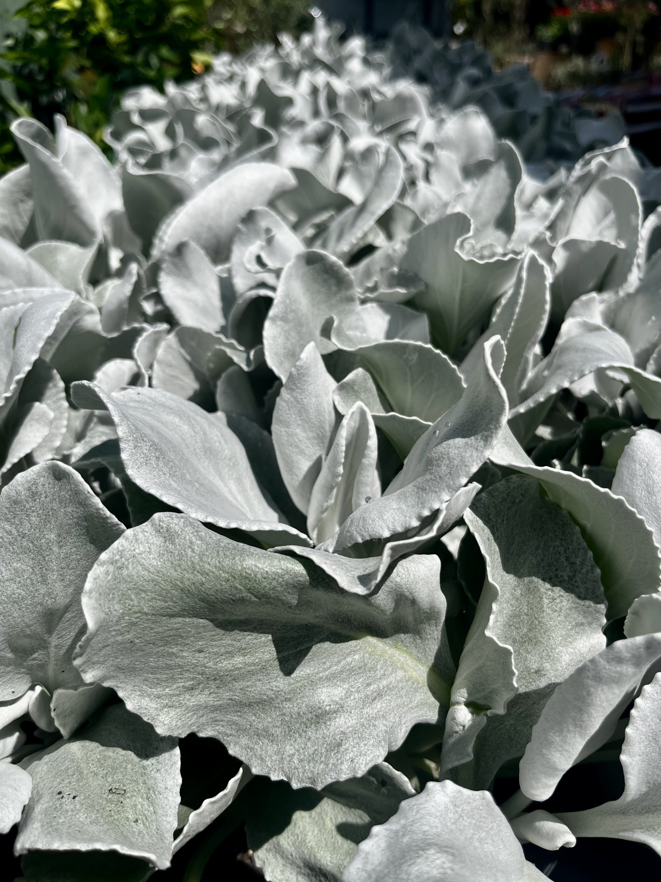 Senecio Angel Wings