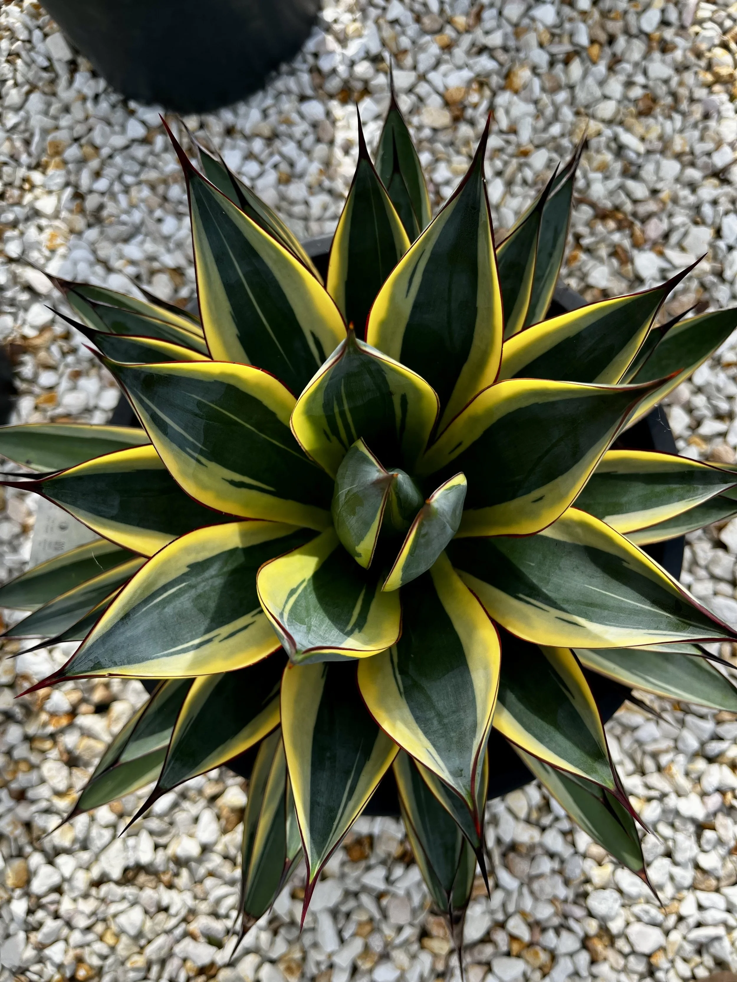 Agave Snow Glow