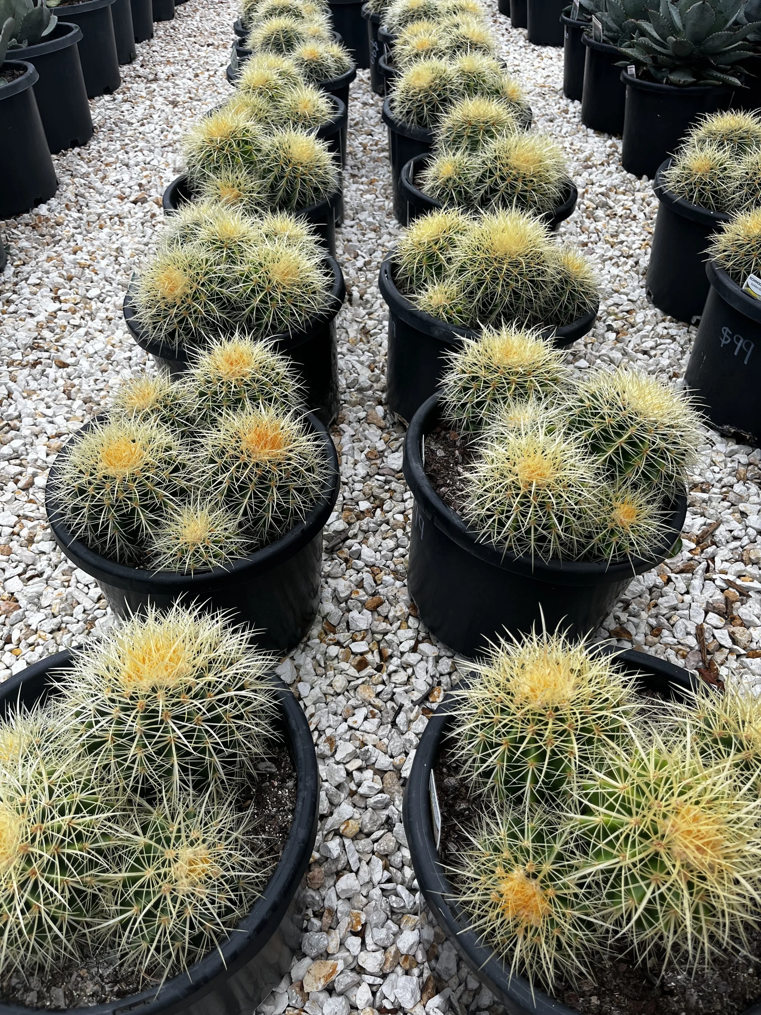 Golden Barrel Cactus