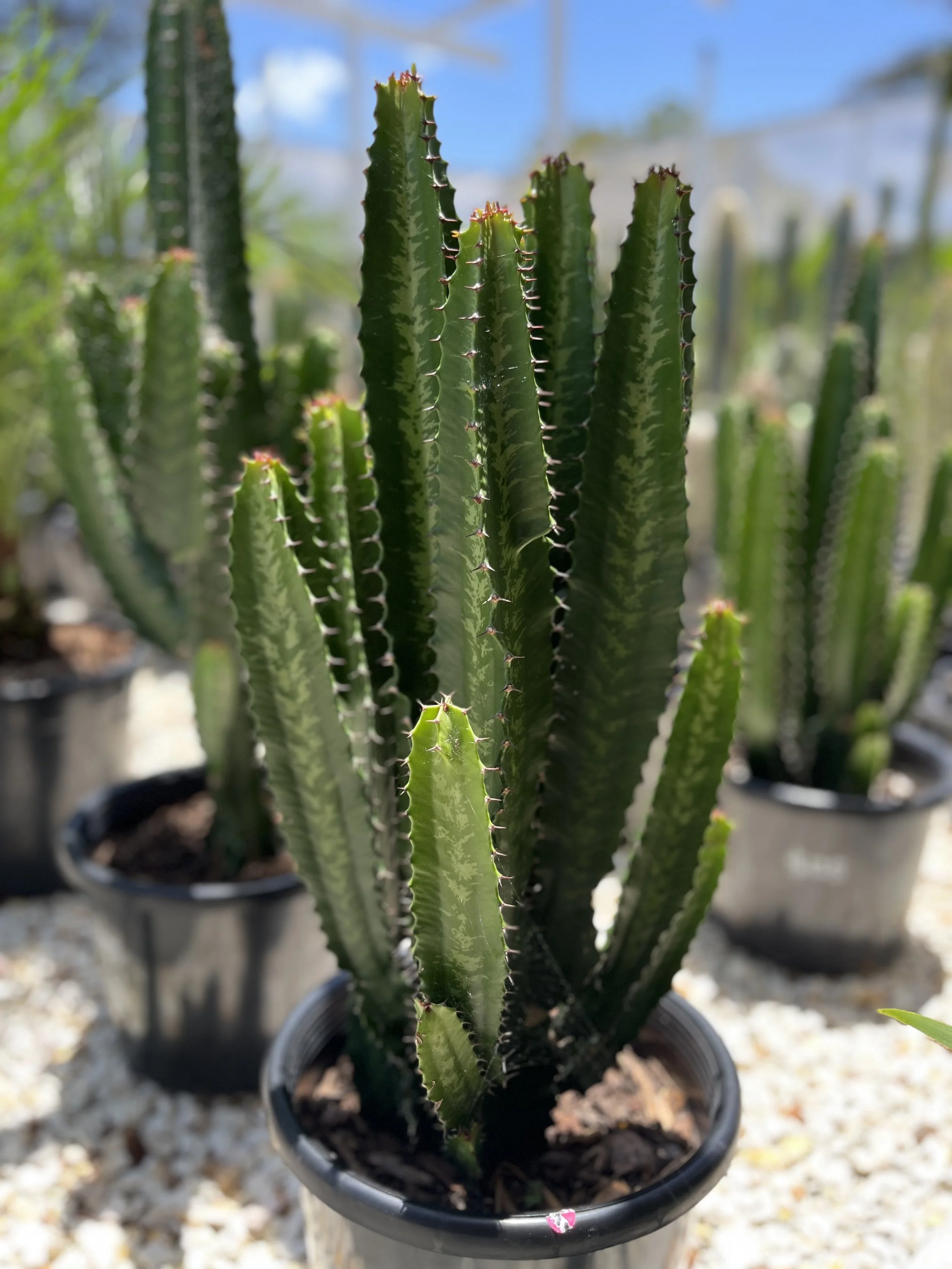 Euphorbia Cowboy Cactus