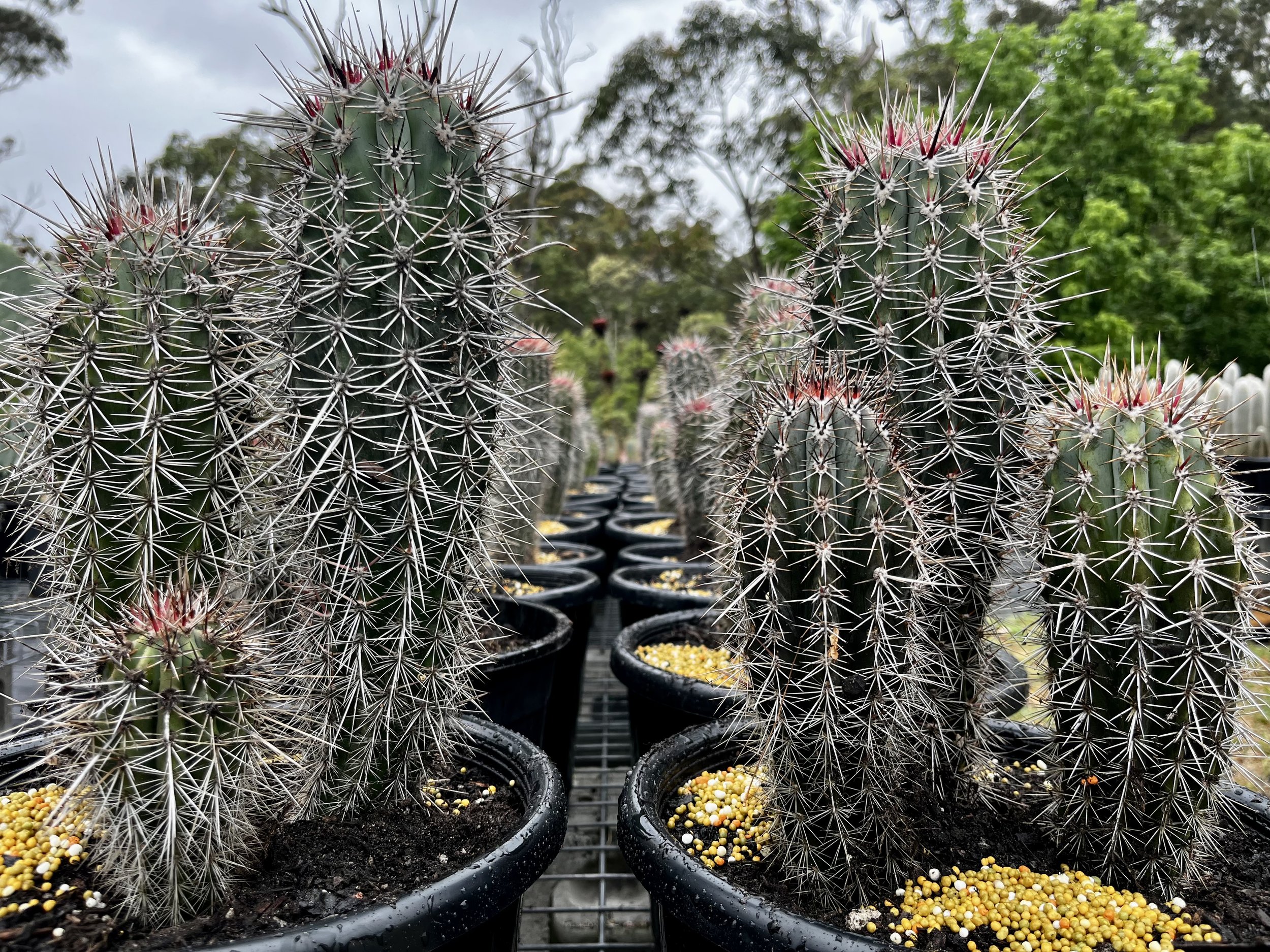 Pachycereus pringlei