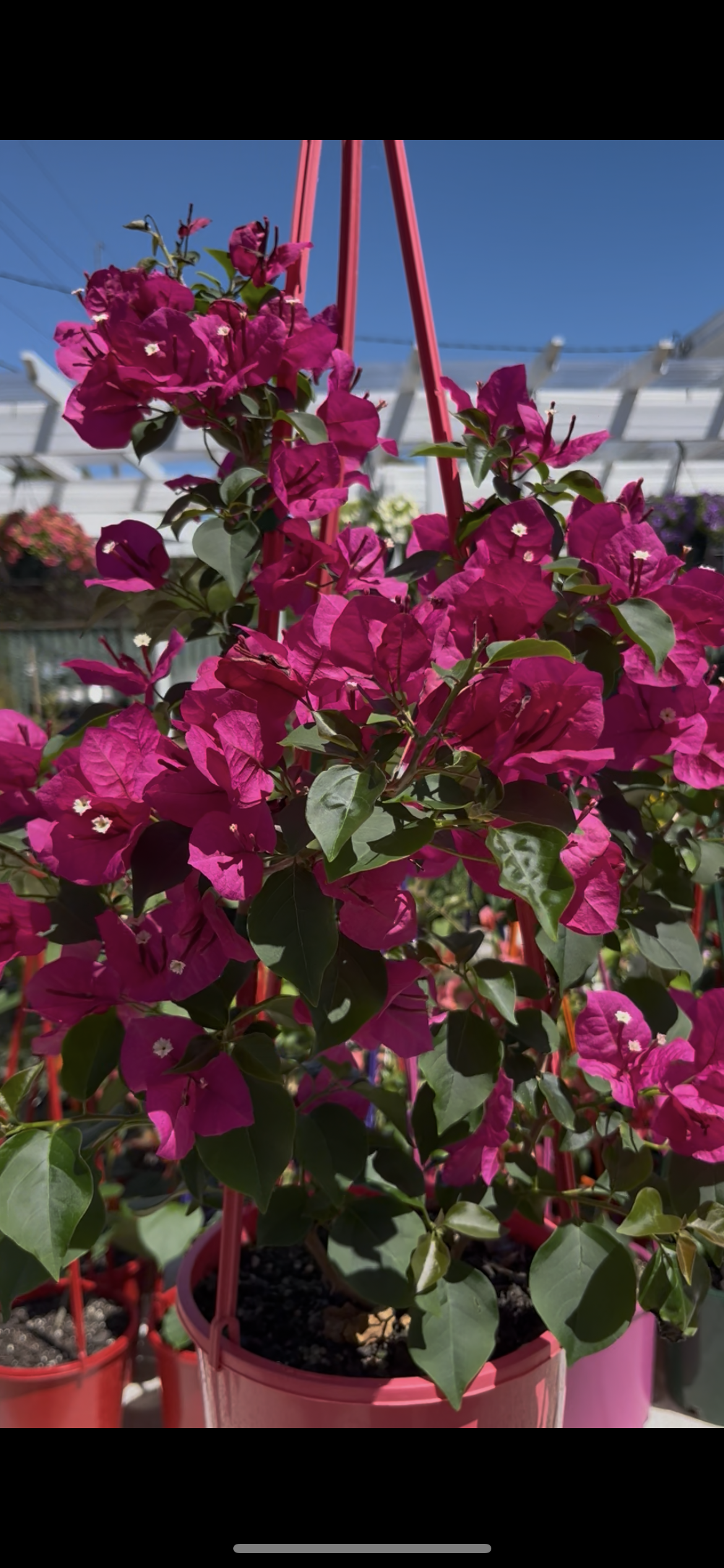 Bougainvillea