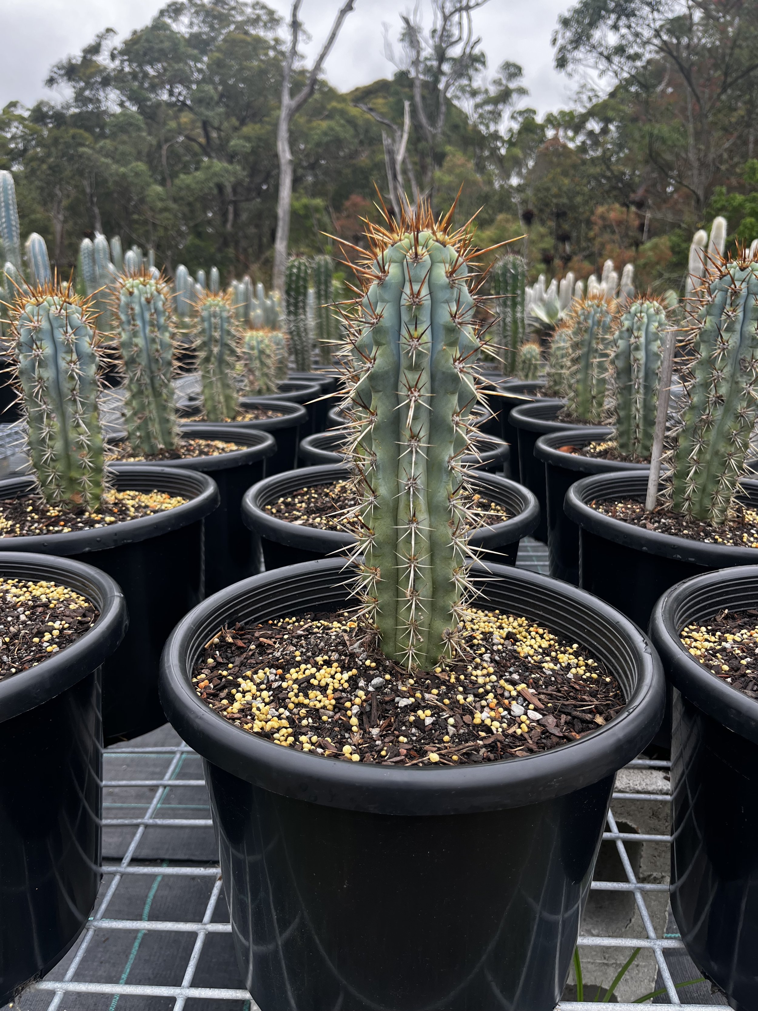 Browningia hertlingiana 'Blue Cereus'