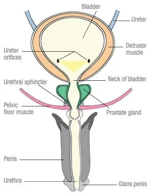Urinary Incontinence | Canadian Continence Foundation — Canadian ...