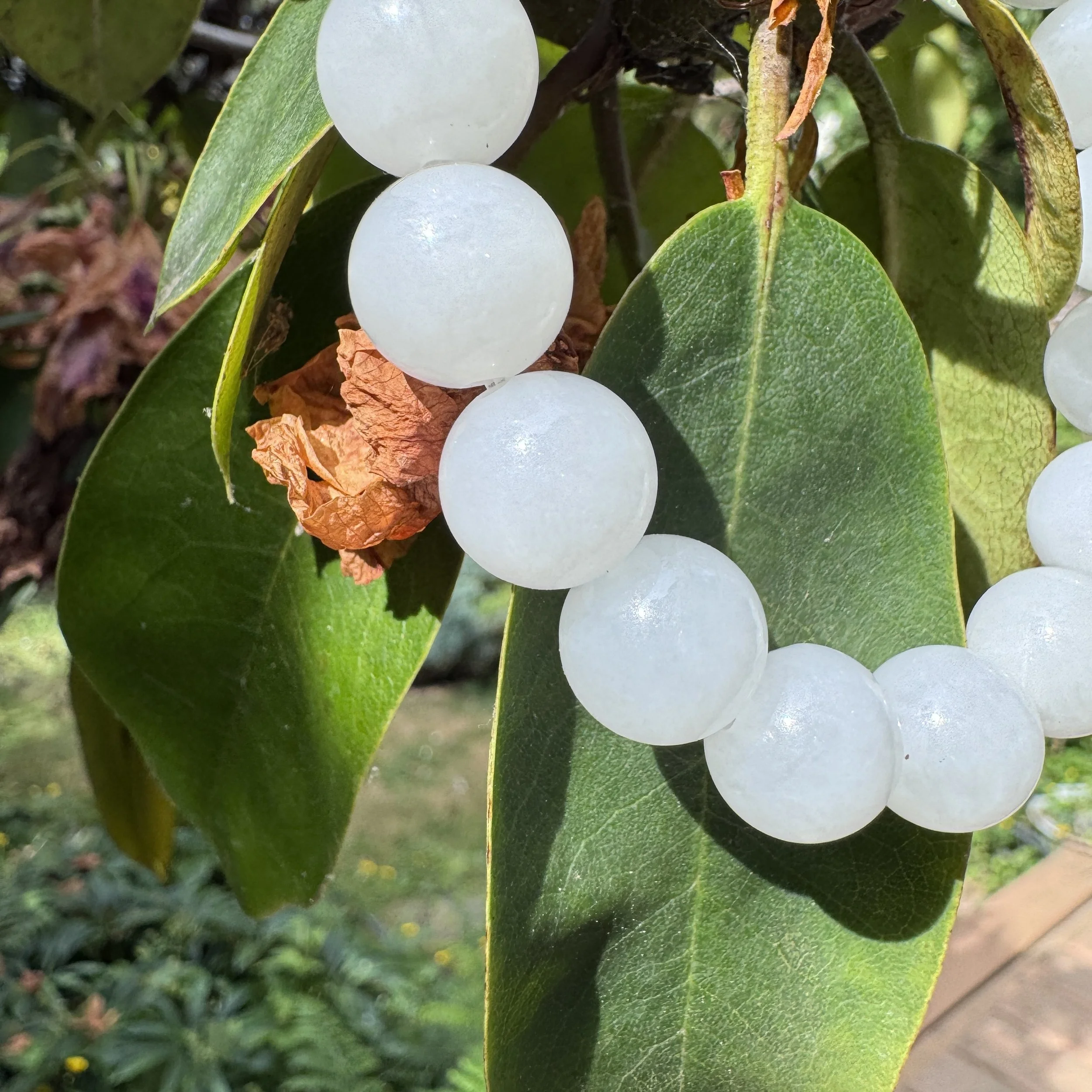 mutton white fat jade-jademastervancouver.com