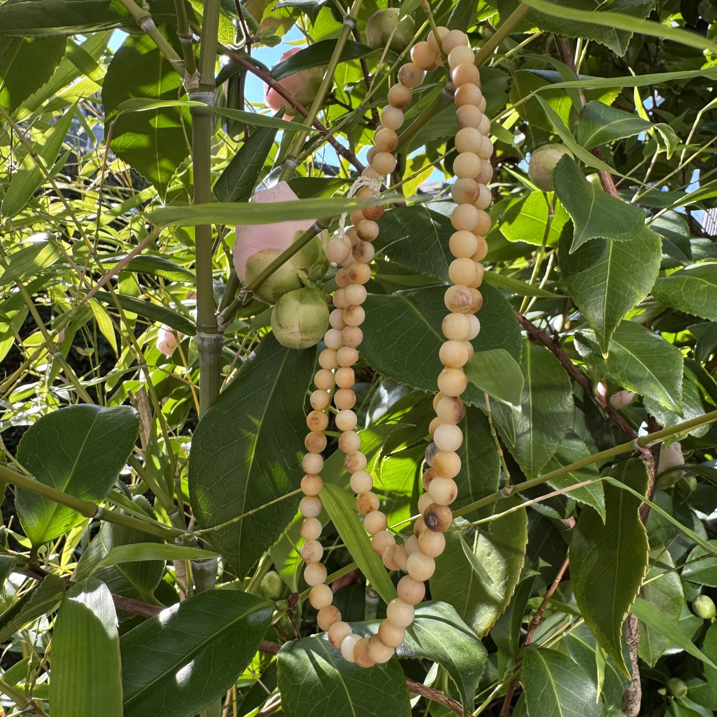 jademastervancouver.com