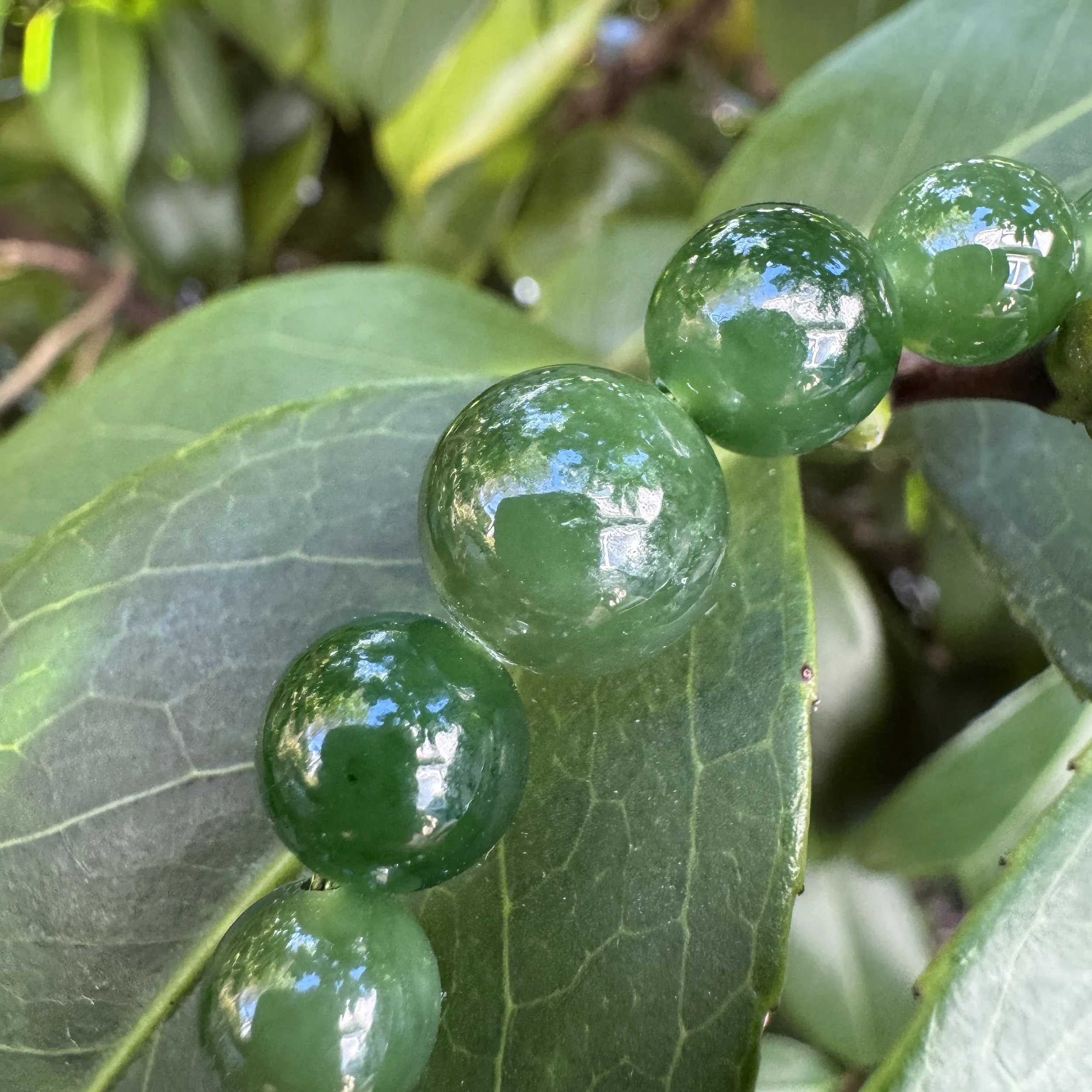 jademastervancouver.com