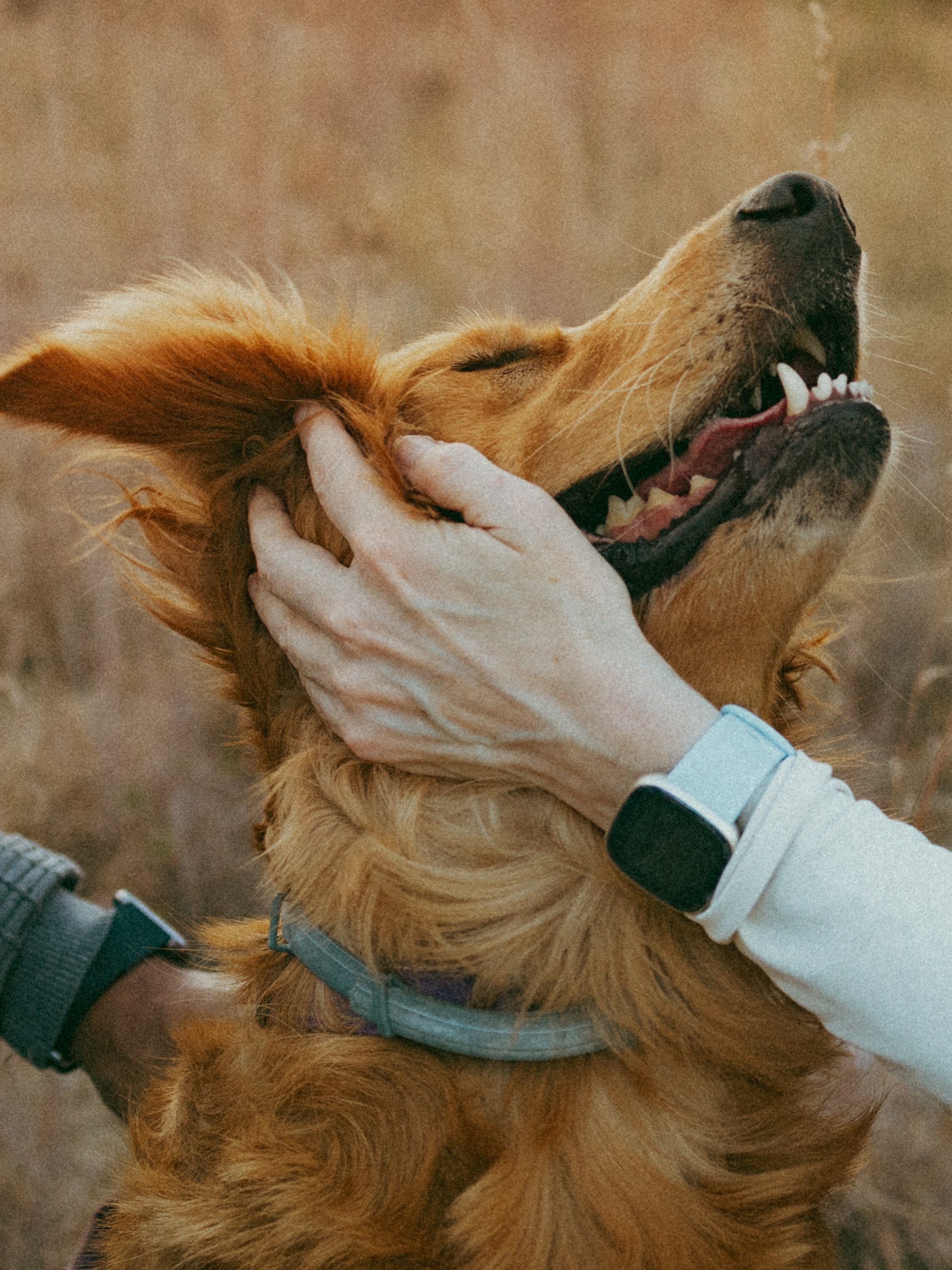 a love letter to the good dogs, too.