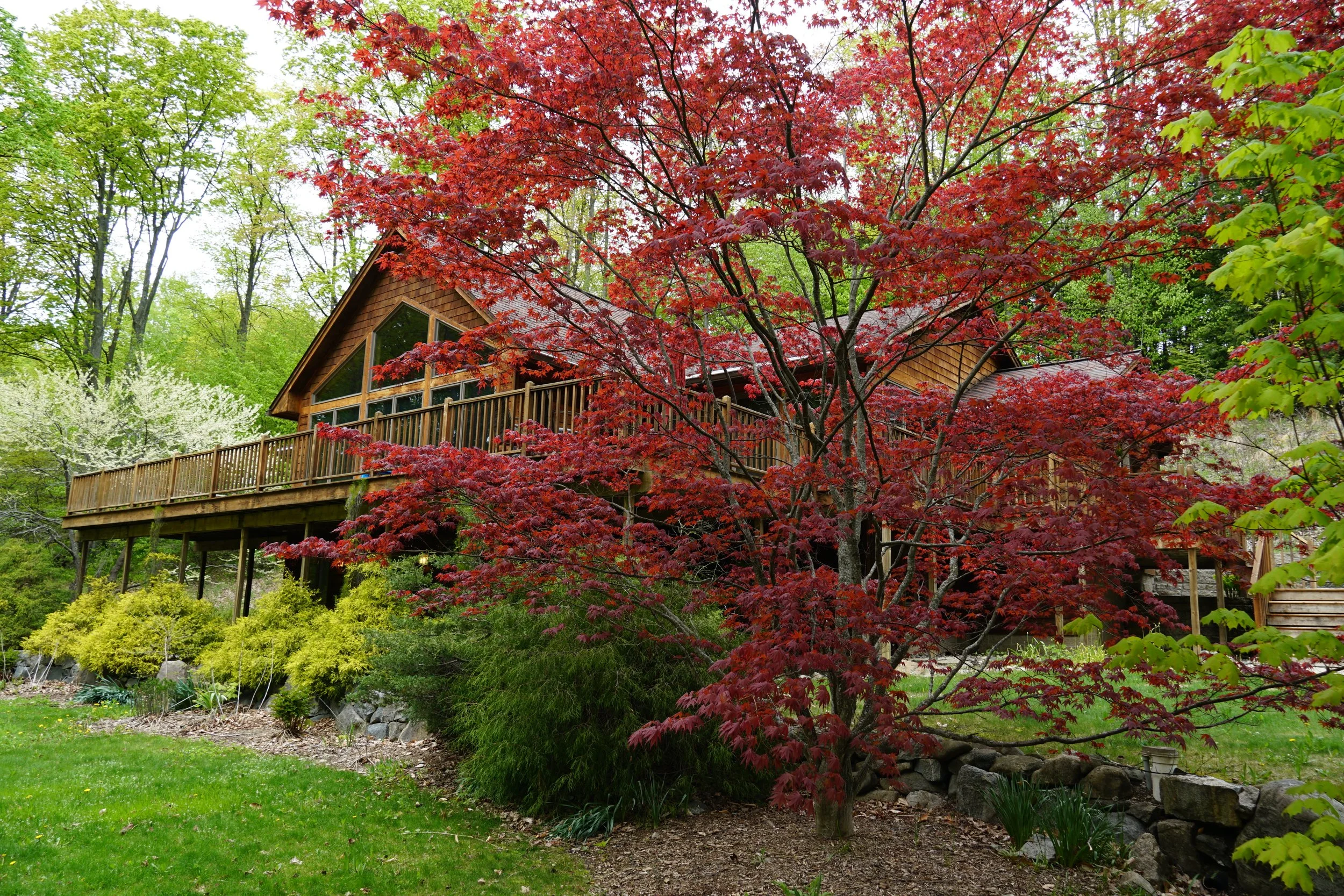 A wooden house with a deck features a large red-leafed tree in front, surrounded by green foliage and a grassy yard.