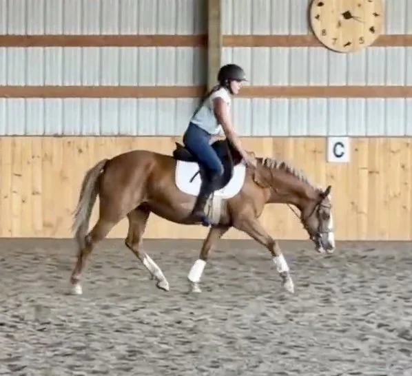 Rehabilitating a horse and teaching to chew the bit forwards and downwards