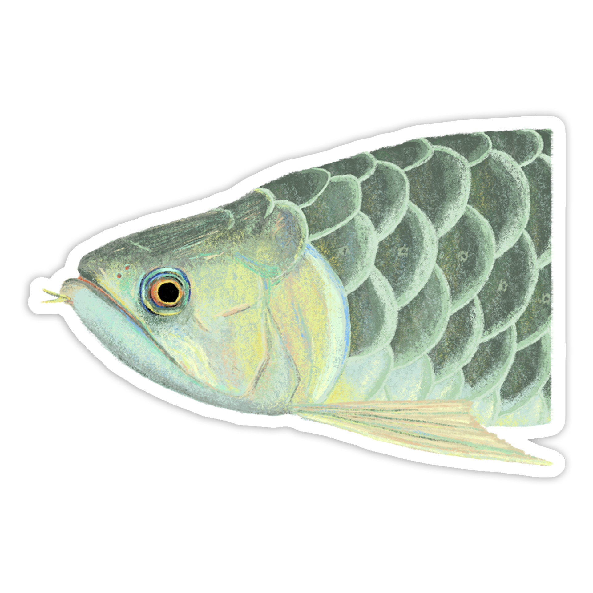 Arowana Sticker