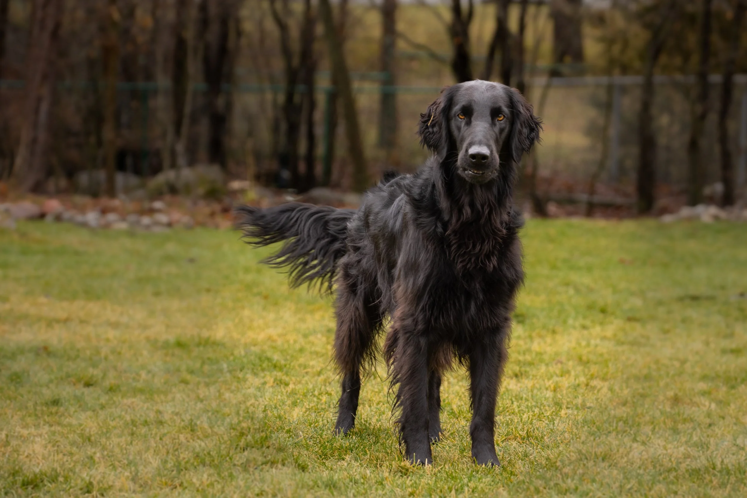 Black Flat-coated Retriever Dog looking expextantly at the viewer in a natural, outdoor setting