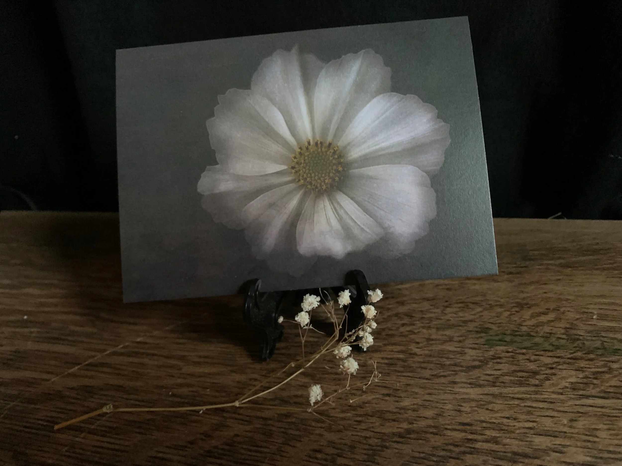 white flower 02.jpeg