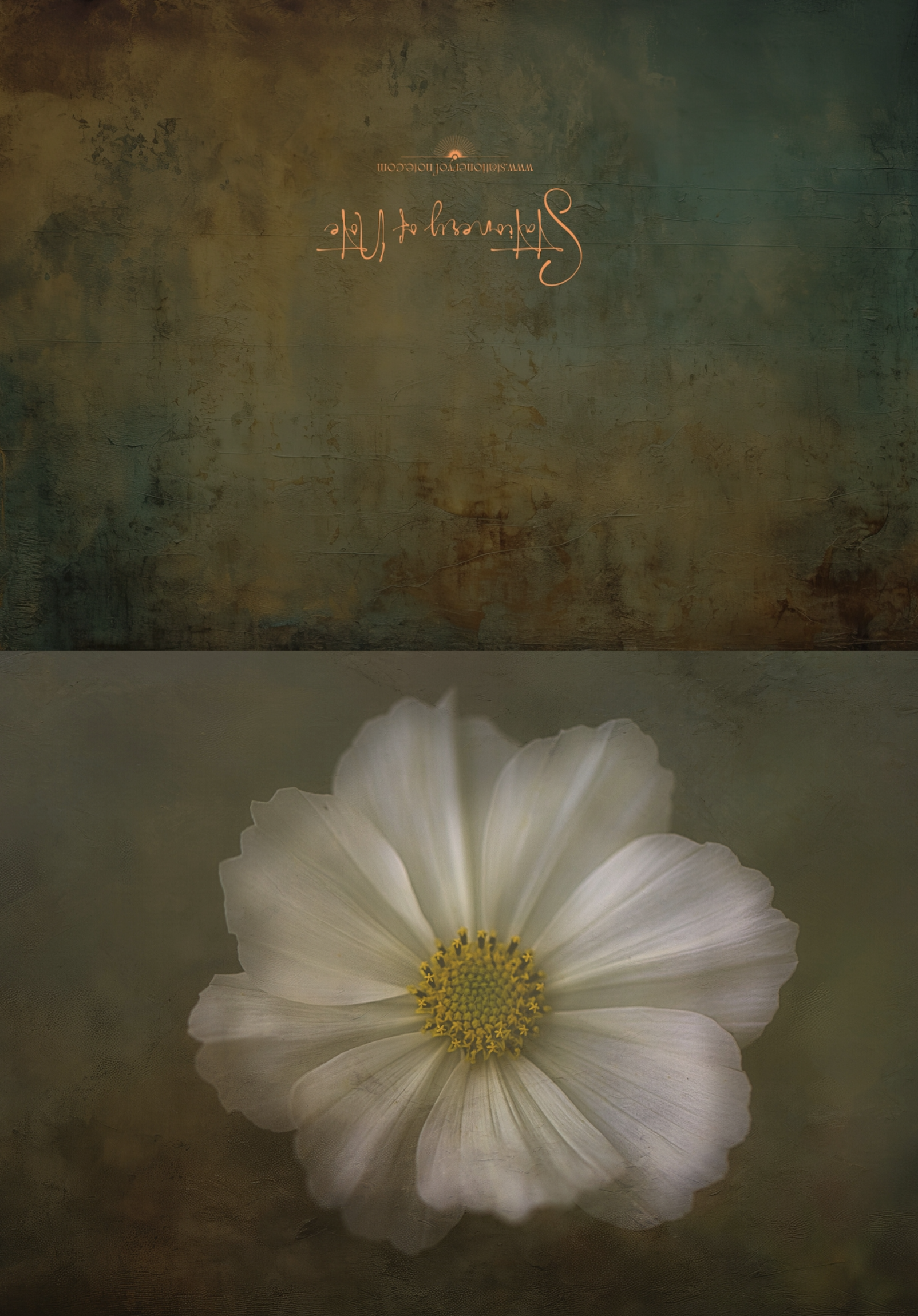 white flower OM style.png