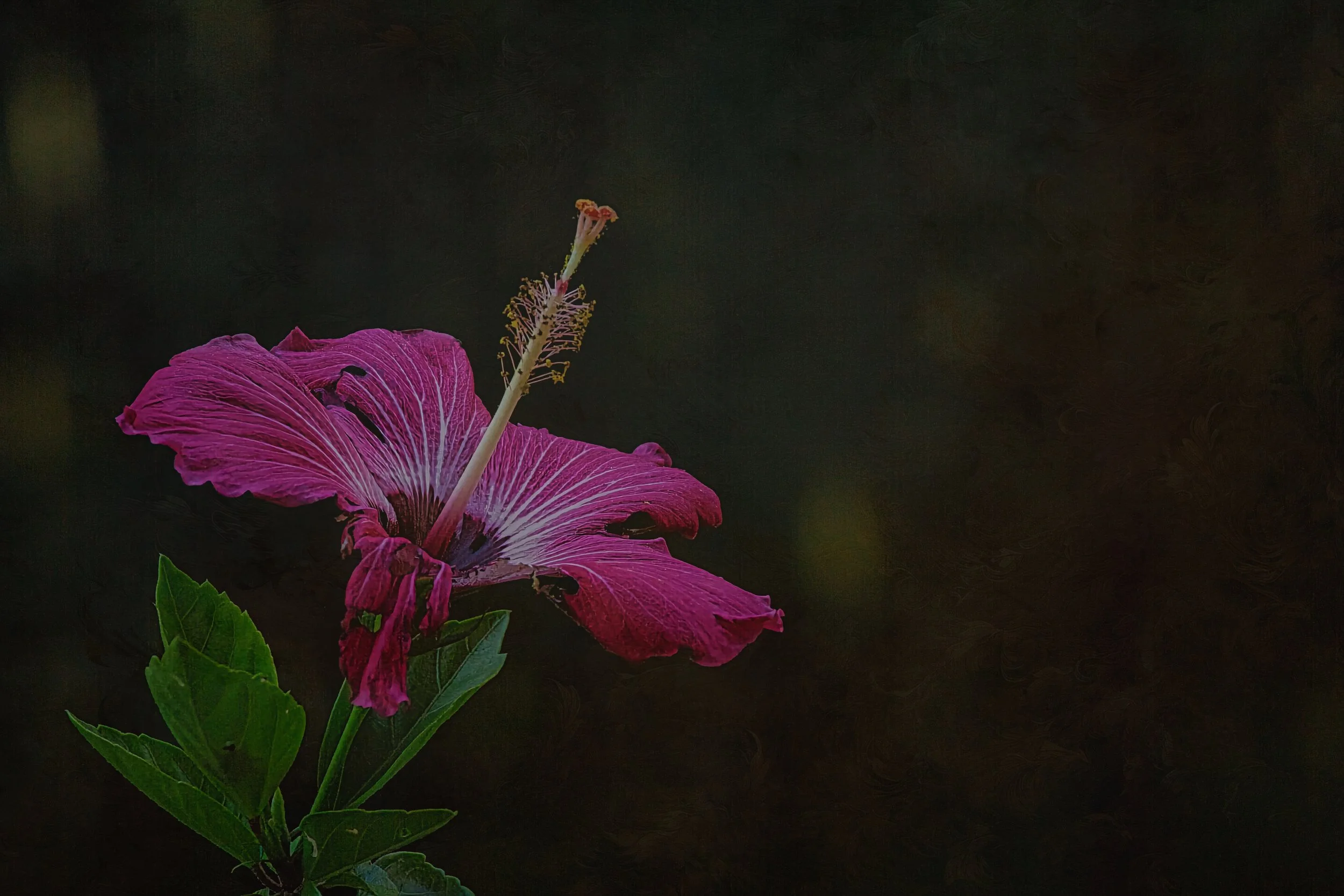 One Single Flower #3: One Bent Petal 8.5 x 11 & 5 x 7 Ships Free