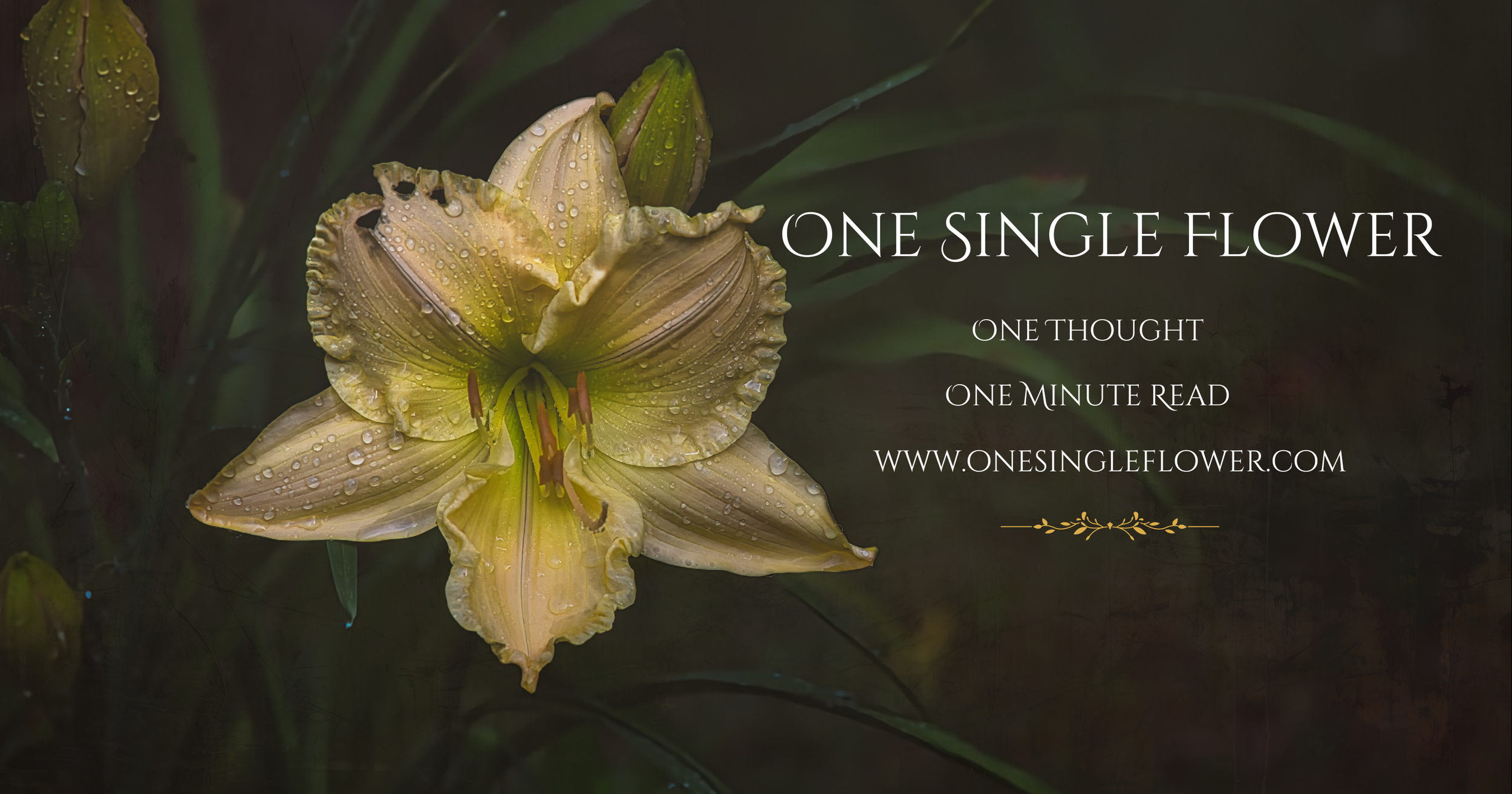 yellow one single flower coverv2.png