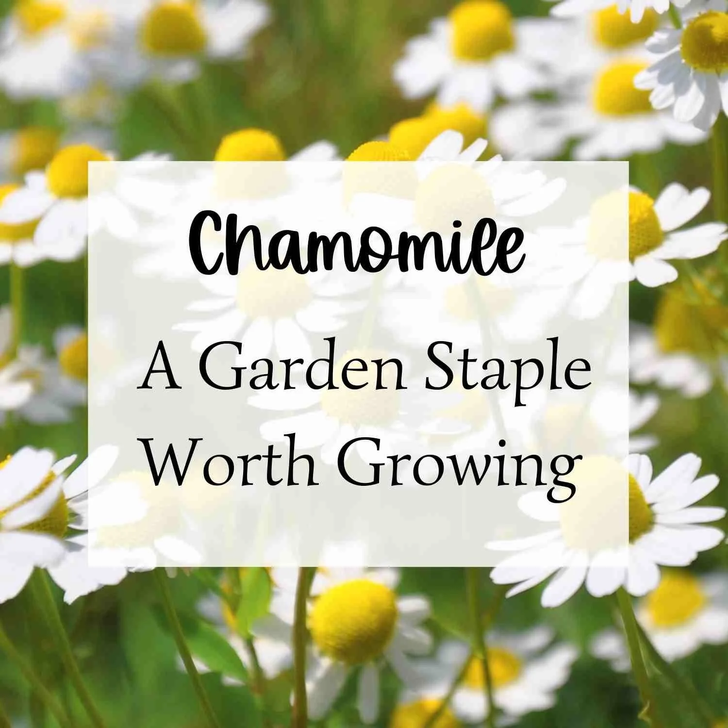 Chamomile: How to Grow, Harvest, and Use This Gentle Garden Herb