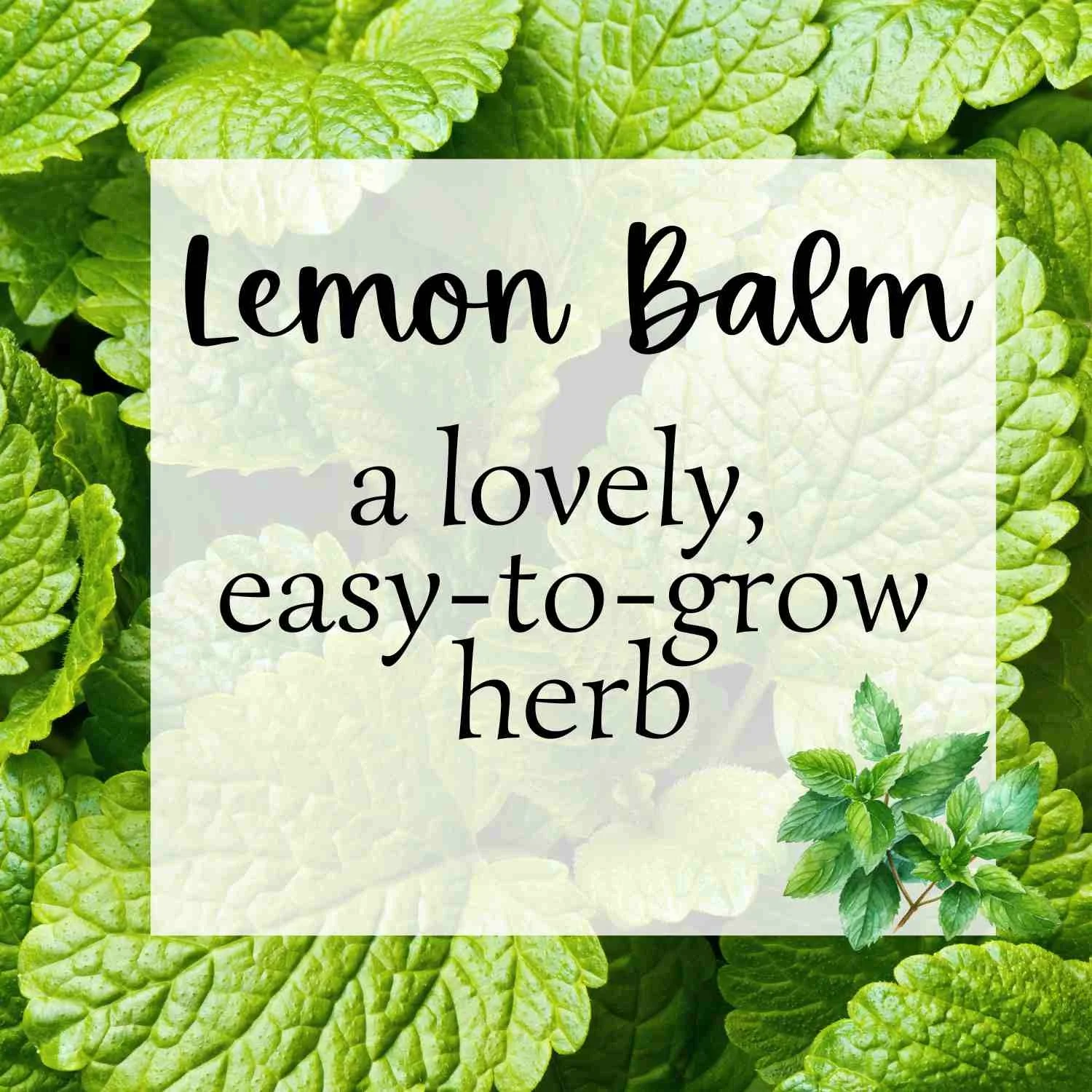 Lemon Balm: How to Grow, Harvest, and Use This Lively Garden Herb