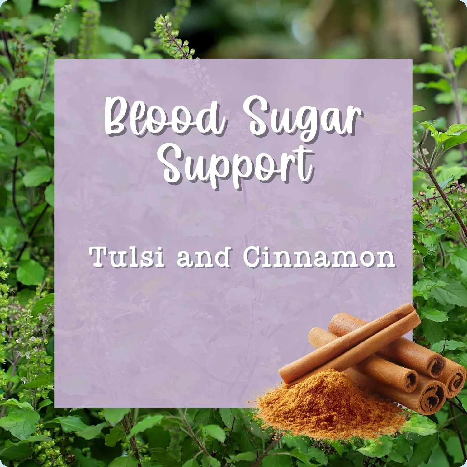 Blood Sugar Support- Tulsi and Cinnamon