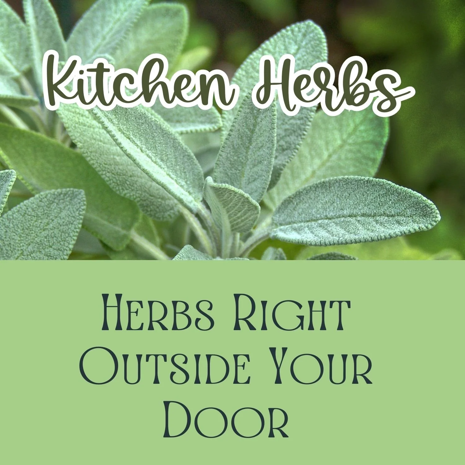 Herbs Right Outside Your Door