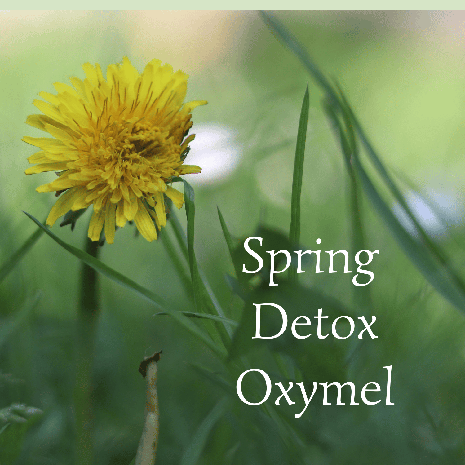 Spring Detox Oxymel