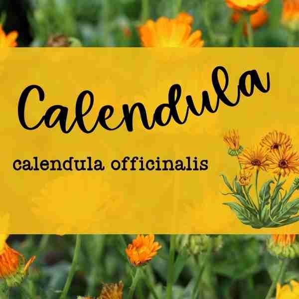 Calendula Class 10/24/24 Grades 1-6 1:00pm