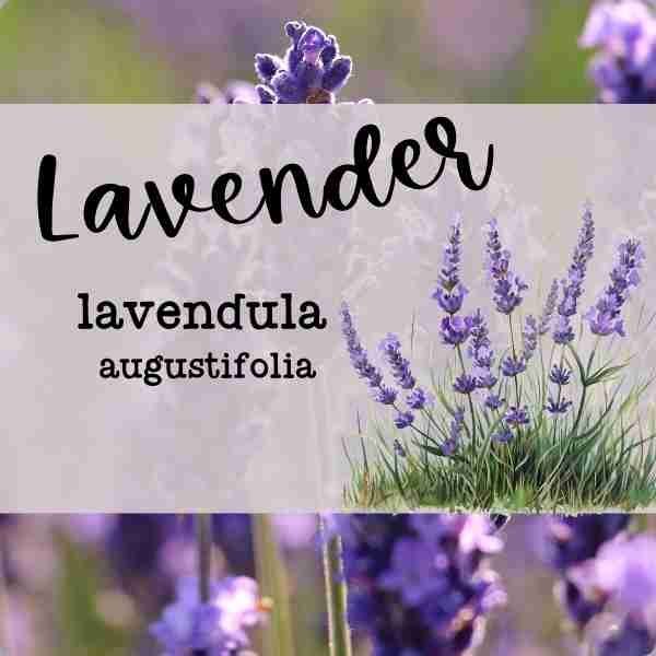 Lavender Homeschool Class 10/3/24 1:00pm