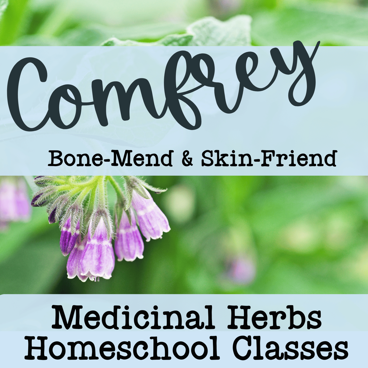 July3 - Homeschool Medicinal Herb Class