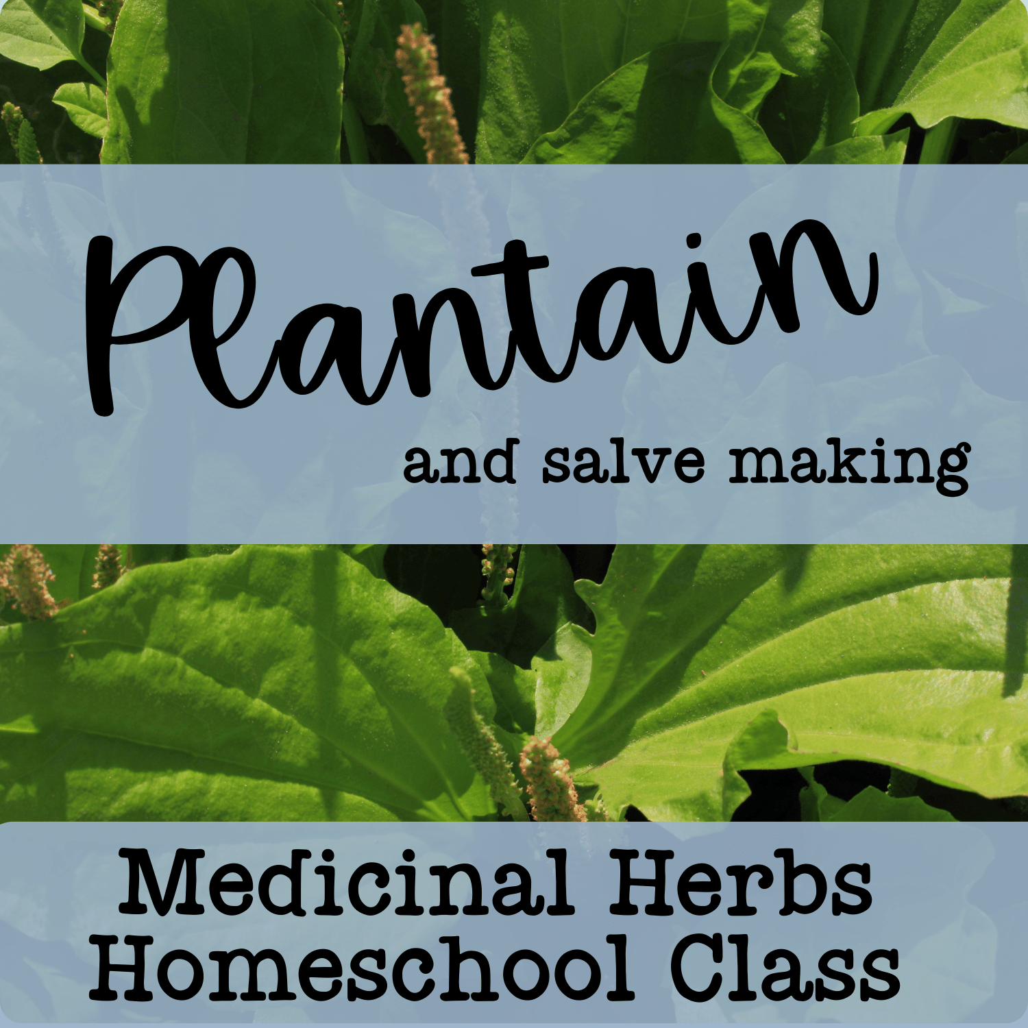 May 1 - 1pm Medicinal Herb Homeschool Class