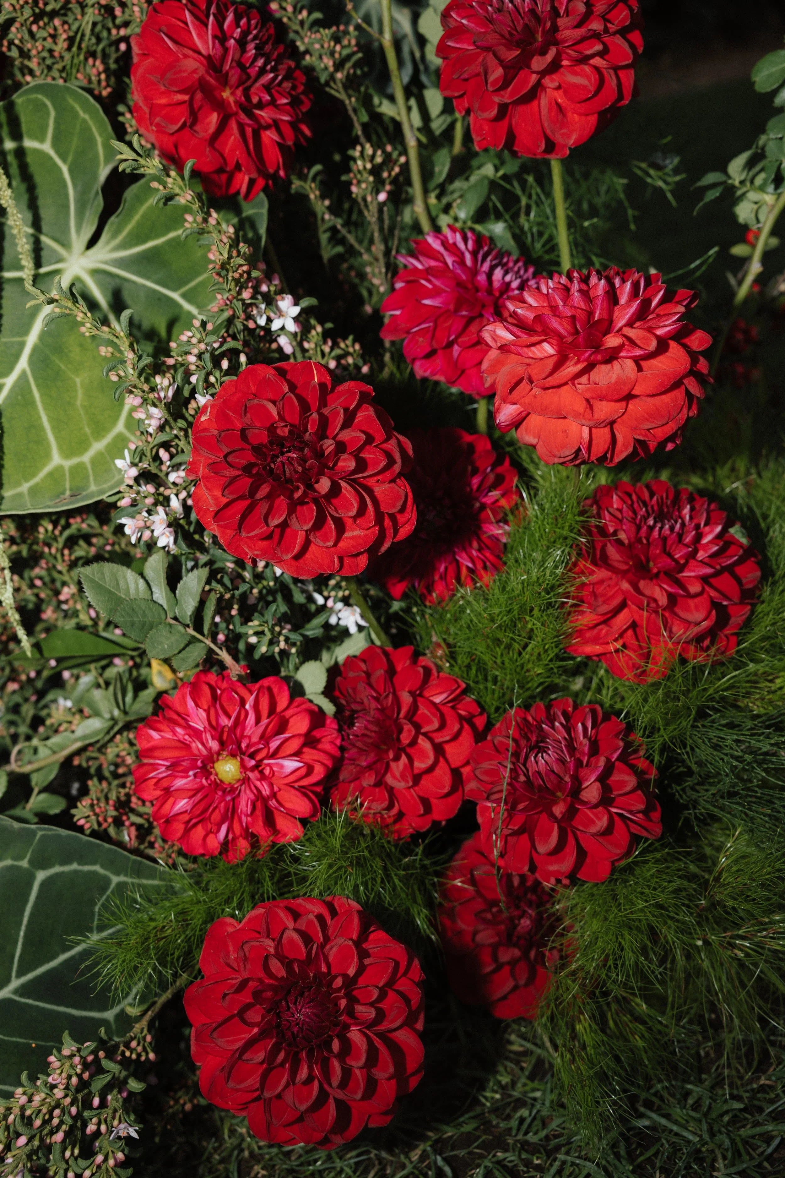 Close up of deep red dahlias and roses tucked into dark green foliage