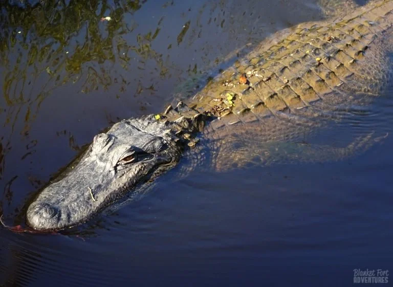 LA: NOLA, an Unresolved Adventure