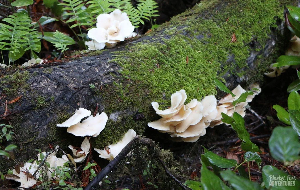Redwoods-Mushrooms-2-edit-1024x651.jpg