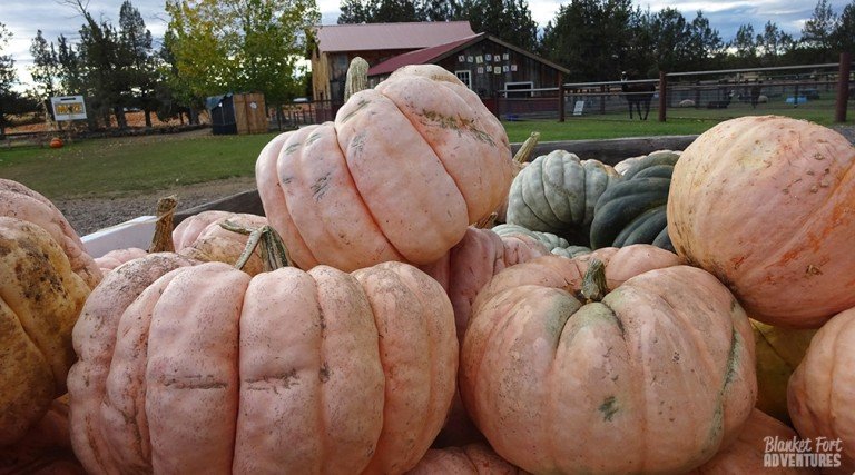 PNW-Road-Trip-_-Pumpkins-II-768x427.jpg