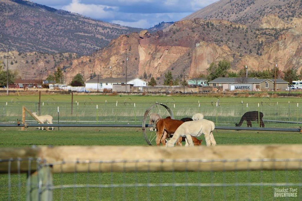 OR: Road Trip Adventure? Alpaca My Bags!