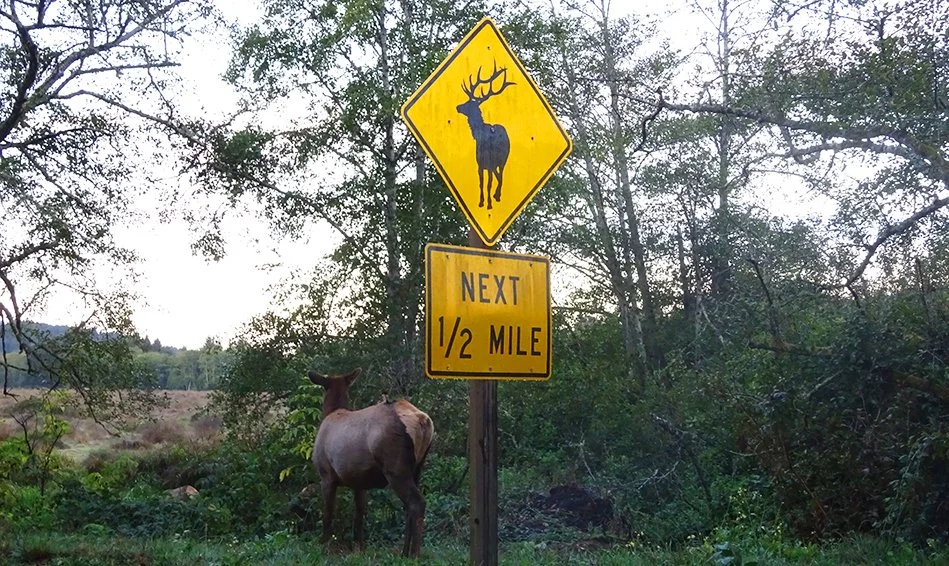 N. CA to OR : River Trail & Camping Romance